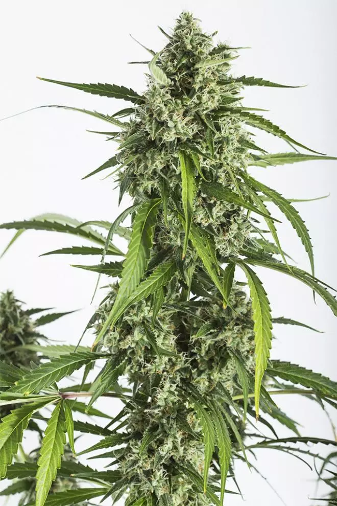 White Widow XXL 3pk